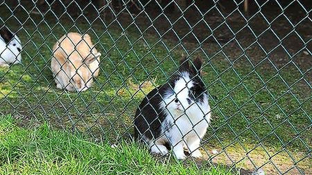 Kaninchen Kaninchen